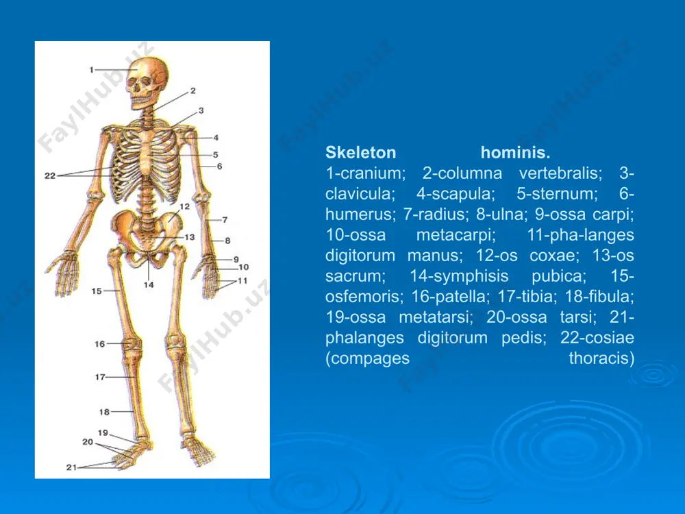 a cervicalis. 1-processus spinosus; 2-foramen vertebrale; 3-arcus vertebrae; 4-processus articularis superior; 5-processus transversus; 6-tuberculum posterius processus transversus; 7-tuberculum caroticum; 8-foramen transversarium; 9-corpus vertebrae. vertebra lumbalis. l-processus spinosus; 2-arcus vertebrae; 3-processus articularis superior; 4-processus mamillaris; 5-processus accessorius; 6-processus transversus; 7-foramen vertebrale; 8-pediculus arcus vertebrae; 9-corpus vertebrae. os sacrum. 1-basis ossi sacri; 2-processus arlicularis superior; 3-pars lateralis; 4-lineae transversae; 5-foramina sacralia anteriora; 6-apex ossis sacri; 7-os coccygis; 8-vertebrae sacrales. sternum. 1-incisura jugularis; 2-incisura clavicularis; 3-incisura costalis i; 4-angulus sterni; 5-incisura costalis ii; 6-incisura costalis iii; 7-incisura costalis iv; 8-incisura costalis v; 9-incisura costalis vi; 10-incisura costalis vii; 11 -processus xiphoideus; 12-софи5 sterni; 13-manubrium sterni. costae. a-costa (i) prima; б-costa ii; b-costa viii a. 1-caput costae; 2-collum costae; 3-tuberculum costae; 4-sulcus arteriae subclaviae; 5-tuberculum musculi scaleni anterioris; 6-sulcus venae subclaviae. б. 1-caput costae; 2-collum costae; 3-tuberculum costae. b. 1-caput costae; 2-facies articularis capitis costae; 3-crista capitis costae; 5-corpus costae; 6-pars sternalis costae. ossa …
