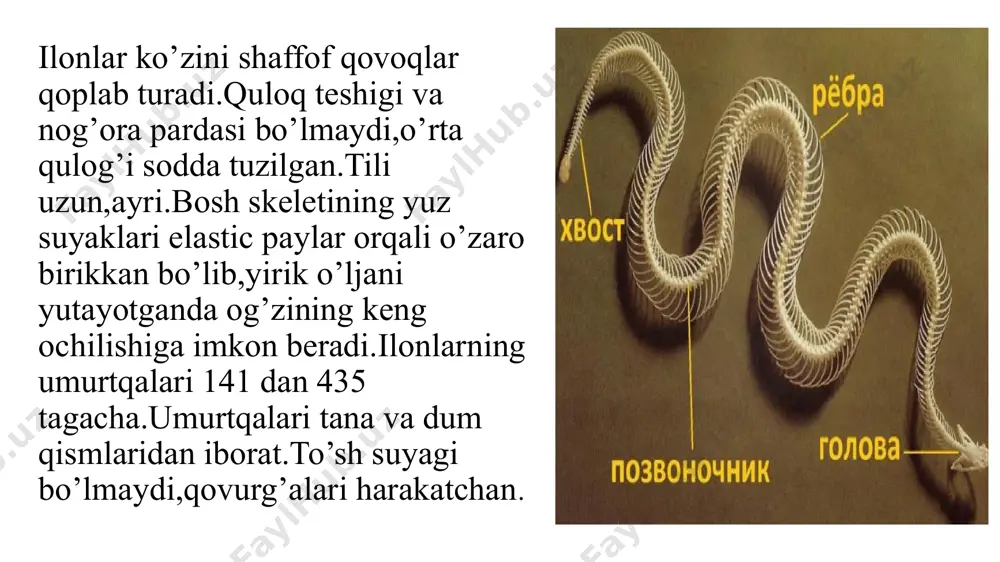 ilonlarning tuzilishi va hayot kechirishi - Page 4
