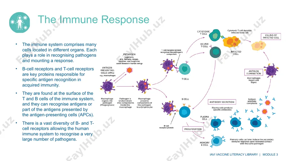 the immune system: humoral and cell-mediated immunity - Page 5