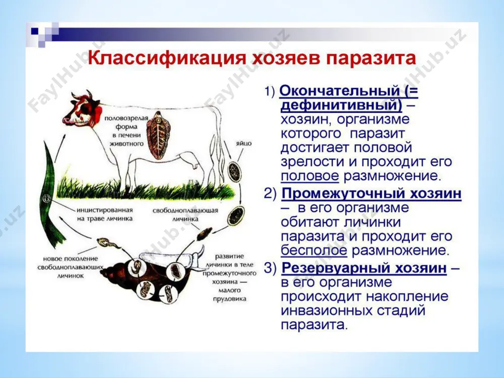 аренной рыбы; общественная – проведение санитарно-просветительных мероприятий, охрана водоемов от заржения фекалием 1 2 3 4 5 6 7 легочной сосальщик– paragonimus ringeri – возбудитель парагонимоза локализация: в легких человека, травоядных животных и свиней распространение: является природно-очаговой болезнью, распространена в странах восточной азии и на дальном востокет морфология: форма тела яйцевидная, размер от 7,5 до 16мм. жизненный цикл: развивается со сменой двух промежуточных хозяинов. первый – пресноводные молюски рода melania, второй – пресноводные раки и крабы. заражение окончательного хозяина – человека наступает при употреблении раков и крабов. инвазионной стадией для человека является метацеркарий. патогенное действие: характер парагонимоза схож с туберкулезом, больной выделяет ржаво-коричневую мокроту, в котором находятся яйца сосальщика. яйца с током крови могут попасть в различные органы, в том числе и в мозг, что особенно опасно лабораторная диагностика: исследуются мокрота и фекалий, где обнаруживаются овальные коричневые яйца профилактика: личная – не употреблять в пищу сырых пресноводных крабов и раков, …