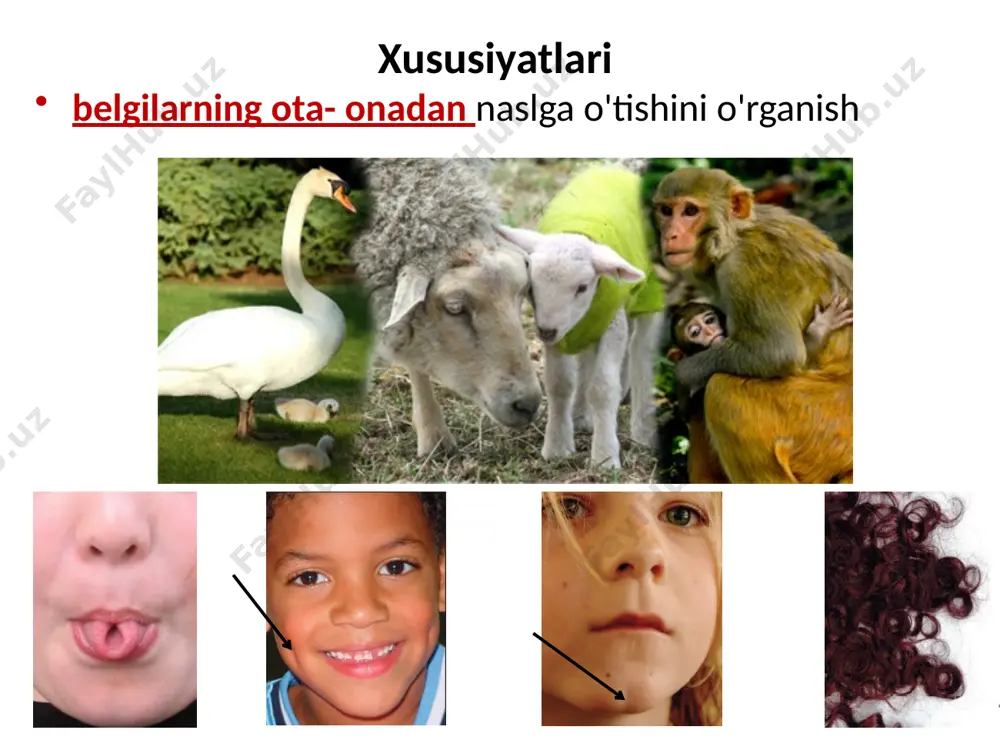 x xromosomasida joylashgan (y xromosomasida emas) x bilan bog'langan allellar har doim erkaklarda dominant yoki retsessiv bo'ladimi, chunki erkaklarda faqat bitta x xromosoma mavjud. resessiv jinsiy aloqa kasalliklariga misollar : rang ko'rligi - ma'lum ranglarni ajrata olmaslik rang ko'rligi - ma'lum ranglar orasidagi farqlarni ajrata olmaslik. eng keng tarqalgan tur - qizil-yashil rang ko'rligi, bu erda qizil va yashil bir xil rang sifatida ko'rinadi. 58 (yuqori chap), 18 (yuqori o'ng), e (pastki chap) va 17 (pastki o'ng) ni ko'rishingiz kerak . naslchilik xususiyatning ota-onadan avlodga o'tishining grafik tasviri naslchilikni yaratish bo'yicha maslahatlar davralar ayollar uchun kvadratchalar erkaklar uchun erkak va ayolni bog'laydigan gorizontal chiziqlar nikohni anglatadi vertikal chiziq va qavslar ota-onani nasl bilan bog'laydi soyali doira yoki kvadrat odamning o'ziga xos xususiyati borligini ko'rsatadi soyali emas doira yoki kvadrat bu xususiyatga ega bo'lmagan shaxsni anglatadi qisman soya tashuvchini ko'rsatadi - bu belgi uchun heterozigot bo'lgan kishi mutatsiyalar mutatsiya - to'satdan …