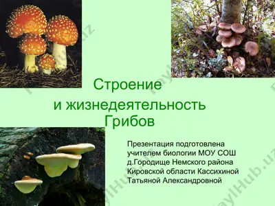 строение и жизнедеятельность грибов — PPT