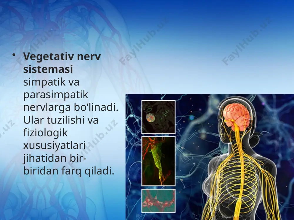 vegetativ nerv - Page 3