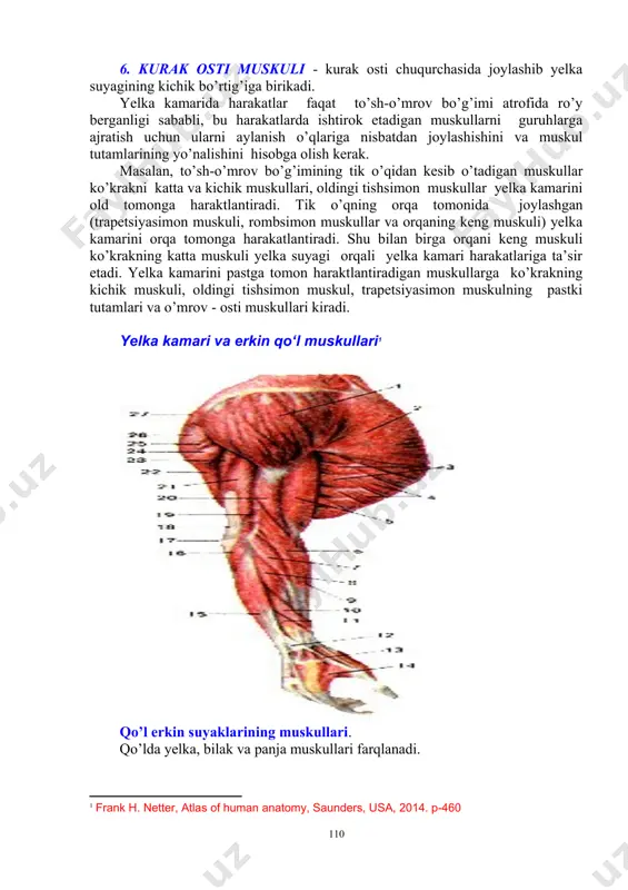 ing katta bo’rtig’iga birikadi. bu muskul o’siq osti muskul kabi yelkani yozishda, olib kelishda va tashqi tomonga aylantirishda - supinatsiyada ishtirok etadi. 5. katta yumaloq muskul - kurakning pastki burchagidan boshlanib, yelka suyagining kichik bo’rtig’iga birikadi. bu muskul yelkani olib kelishda, pronatsiya va yozishda ishtirok etadi. 6. kurak osti muskuli - kurak osti chuqurchasida joylashib yelka suyagining kichik bo’rtig’iga birikadi. yelka kamarida harakatlar faqat to’sh-o’mrov bo’g’imi atrofida ro’y berganligi sababli, bu harakatlarda ishtirok etadigan muskullarni guruhlarga ajratish uchun ularni aylanish o’qlariga nisbatdan joylashishini va muskul tutamlarining yo’nalishini hisobga olish kerak. masalan, to’sh-o’mrov bo’g’imining tik o’qidan kesib o’tadigan muskullar ko’krakni katta va kichik muskullari, oldingi tishsimon muskullar yelka kamarini old tomonga haraktlantiradi. tik o’qning orqa tomonida joylashgan (trapetsiyasimon muskuli, rombsimon muskullar va orqaning keng muskuli) yelka kamarini orqa tomonga harakatlantiradi. shu bilan birga orqani keng muskuli ko’krakning katta muskuli yelka suyagi orqali yelka kamari harakatlariga ta’sir etadi. yelka kamarini pastga tomon …