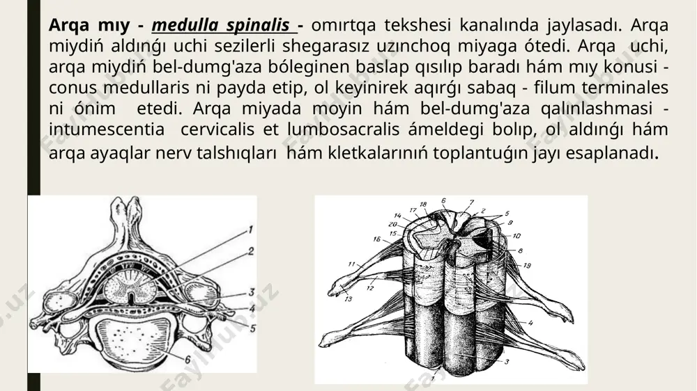 ken. úshinshi mıy juwan qarınınıń tamırlı qopqog'i - tela shóp-sharoidea ventriculi cerebri tertiae - tamırlı quramalı hám miydiń jumsaq perdesiniń epitelial beti búrmesinen dúzilgen. tamırlı qaqpaq kóriw do'ngligi hám ammon shoxi ortasına ponasimon tárzde kiredi hám olardı qamtımnan ajıratıp turadı. juwan qarınlararo tesik arqalı qaqpaq miydiń qaptal juwan qarının tamırlı quramalıı - plexus shóp-sharoideus ventriculi lateralis kórinisinde miydiń qaptal juwan qarınına kiredi. paydalanilg’an a’debiyat n.b dilmuradov ,,haywanlar anatomiyasi “ paninen ameliy labaratoriya shinigilari. toshkent . d.x narziev ,,haywanlaranatomiyasi” tashkent 2014 j. image1.jpeg image2.jpeg image3.jpeg image4.jpeg image5.jpeg image6.jpeg