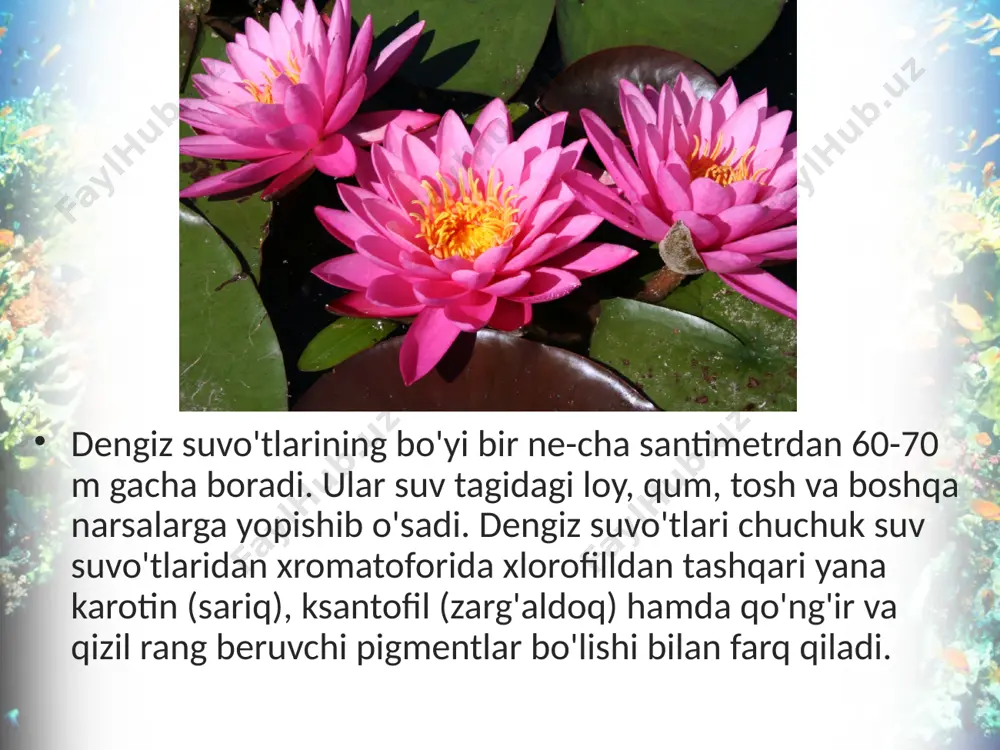 qo'ng'ir va qizil suvo'tlar bo'limlari. 6 - sinf - Page 3