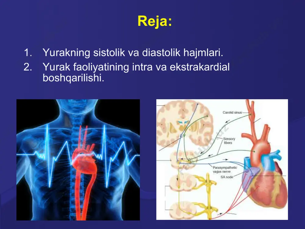 shi-- atsetilxolinni ajralishi-- xolinoretseptorlar bilan oʼzaro taʼsiri -- peysmekker xujayralarini membranasini kaliy ionlari uchun oʼtkazuvchanligini oshishi vawwwwwwww kalsiy ionlari uchun kamayishi sdd sekinlashishi mp oshishi manfiy xronotrop effekt. manfiy inotrop taʼsir manfiy xronotrop taʼsir manfiy dromotrop taʼsir manfiy batmotrop taʼsir simpatik nervlar yurakga musbat taʼsir qiladi, hamma effektlarni kuchaytiradi. simpatik asab tolalarining taʼsiri. simpatik asabini taʼsirlanishi noradrenalinni ajralishi sinoartrial tugun xujayralarining membranasida betta adreno retseptor bilan oʼzaro taʼsiri natriy va kalsiy ionlarining oʼtkazuvchanligini oshishi mp ni pasayishi sddni tezlashishi musbat xronotrop effekt: 1. musbat inotrop taʼsir 2. musbat xronotrop taʼsir 3. musbat dromotrop taʼsir 4. musbat batmotrop taʼsir o`zaro bog`langan yurak reflekslari danini –аshner refleksi (koʼz – yurak refleksi) - koʼz olmasining yon tomoni bosilganda puls 1 min 10 – 15 taga kamayadi, 3 – 5” keyin namoyog boʼlishi tez, 8 – 10” keyin namoyon boʼlishi – sekin refleks hisoblanadi golts refleksi – qorin boʼshligʼining yoki qorin pardasi mehanoretseptorlarining taʼsirlanishi …