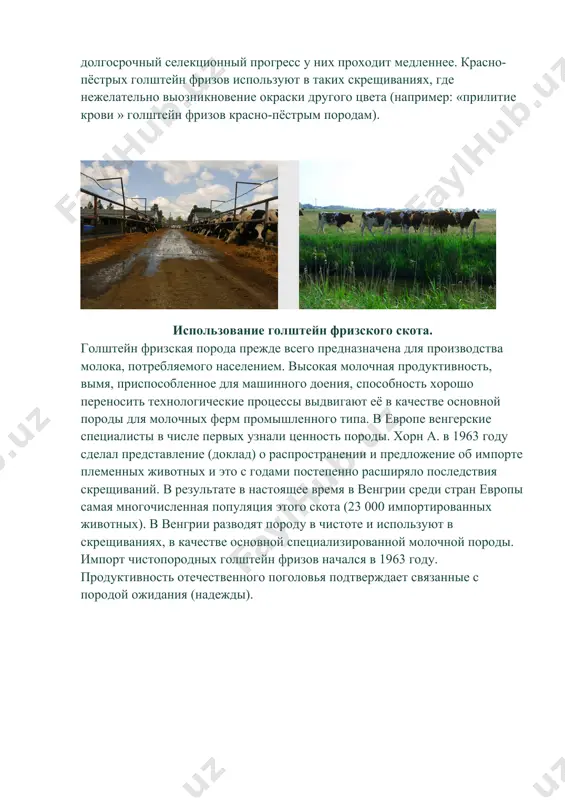 чаются коровы горьковской и брянской областей, записанные в xix том гпк: по первому отелу - 3,92% при удое 3702 кг; по второму отелу -3,92% при удое 4171 кг; по третьему отелу и старше -3,91% при удое 4679 кг (797 коров). в этой зоне использовали быков-улучшателей с племенного завода «борская ферма» (потомки, эстонских и голландских производителей), а также их сыновей и внуков. удой матерей быков, записанных в гпк, колеблется от 5192 до 5606 кг, жирность молока - от 4,05 до 4,29%; удой матерей отцов 5617-6236 кг, жирность молока 4,29-4,37%. среднегодовой удой матерей быков государственных племенных станций равен 6574 кг при жирности молока 4,39%, среднегодовой удой матерей отцов 6654 кг при жирности молока 4,55%. молочная продуктивность коров, от которых получают ремонтных бычков, составляет в среднем 6139 кг при жирности молока 3,21%. средний, удой коровы за лактацию равен 4260 кг при жирности молока 4,57 %. высокопродуктивные стада черно-пестрого скота сосредоточены в различных племзаводах. …