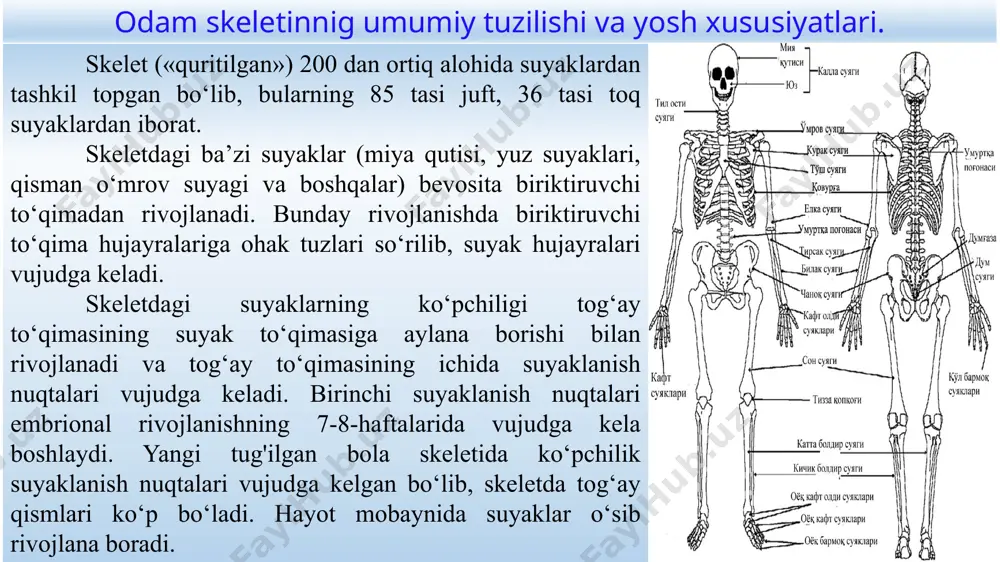 adi. u bo`g`im yuzalari o`rtasida tortish kuchini vujudga keltirib, bo`g`imlarni mutsahkamlaydi, turli harakatlarda suyaklarga tushadigan yuk va turtkilarni yumshatadi, tog`ay to`qimasining oziqlanishida ishtirok etadi. bosh skeleti. bosh skeleti - kalla suyagi deyiladi. u ikki qismdan: miya qismi va yuz qismidan iborat. kalla suyagining miya qismida bosh miya va sezgi organlari: ko`rish, eshitish, muvozanat, yuz qismida, yuqori nafas yo`llari, hid bilish organlari, ovqat hazm qilish sistemasining boshlang`ich bo`limi joylashadi. yuzning shaklini - yuz qismi suyaklarining yig`indisi ifodalaydi. kalla suyagi 23 ta suyakdan tashkil topgan. ularning hammasi pastki jag` va til osti suyagidan tashqari, uzluksiz chok bilan o`zaro mustahkam birikkan. uning yuqori qismi gumbazi, ya'ni qopqog`ini, pastki qismi kalla suyagining asosini tashkil qiladi. asosidagi juda ko`p kanallar, teshiklar orqali nervlar va qon tomirlari o`tadi. katta ensa teshigi orqali esa kalla suyagi bo`shlig`i orqa miya kanali bilan tutashadi. yangi tug`ilgan chaqaloqning boshchasida suyak bilan qoplanmagan liqildoqlar bo’ladi. peshona, ensa liqildoqlari va kalla suyagining …