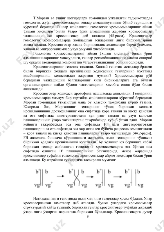 lur edi. bir juft gomologik xromosomalarda joylashgan genlar hamma vaqt birikkan holda irsiylangan bo'lishi kerak edi. t.morgan va uning shogirdlari tomonidan o'tkazilgan tadqiqotlarda gomologik juft xromosomalarda genlar almashinuvining bo'lib turishligi ko'rsatib berildi. genlar joylashgan gomologik xromosomalarning aynan o'xshash qismlari bilan o'zaro o'rin almashinish jarayoni xromosomalar chalkashishi yoki krossingover deb ataladi (45-rasm). krossingover gomologik xromosomalarda joylashgan genlarning yangi birikmalarini hosil qiladi. krossingover hamda birikkanlik hodisalari barcha o'simlik, hayvon va mikrorganizmlar uchun umumiy hisoblanadi. gomologik xromosomalarning aynan o'xshash qismlari bilan o'rin almashinishlarining mavjudligi, genlar rekombinatsiyasini amalga oshirib shu orqali evolyutsiyada kombinativ o'zgaruvchanlikning rolini oshiradi. krossingoverning genetik tahlili. qanday genetik metodlar yordami bilan birikkan holdagi irsiylanish hodisasini genlarning mustaqil kombinirlanish hodisasidan ajratish mumkin? xromosomalarda ro'y beradigan chalkashishni belgilarning yangi birikmalariga ega bo'lgan organizmlarning paydo bo'lish chastotalarini hisobga olish yo'li bilan aniqlanadi. krossingover hodisasi drozofila pashshasida aniqlandi. genlarning xromosomalarda ma'lum bir tartibda joylanishlarini ko'rsatib beradigan morgan tomonidan o'tkazilgan mana bu klassik tajribani ko'rib o'tamiz. …