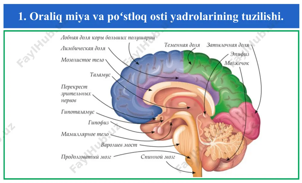 bostruvchi ta’sir koʻrsatishi mumkin. talamus va katta yarim sharlar poʻstlogʻi oʻrtasida, miyaning integrativ faoliyatda muhim rol oʻynaydigan, ikki tomonlama siklik aloqalar mavjudligi turli tadqiqotlarda isbotlangan. talamokortikal tizim, uyqu va tiyraklikning almashinuvi, ongni saqlanishi, ichki tormozlanish jarayonlarini rivojlanishi kabi fiziologik muhim holatlarni boshqarish bilan bogʻliqdir. 2. gipotalamusning tuzilishi. gipotalamus – ichki muhit turgʻunligini ushlab turishda va vegetativ, endokrin hamda somatik tizimlar funksiyalarining integratsiyasini ta’minlashda muhim rol oʻynaydigan, oraliq miyaning filogenetik jihatdan eski boʻlimi hisoblanadi. uning hajmi uncha katta emas, lekin funksiyasi boʻyicha muhim boʻlim boʻlib, talamusdan ventralroqda, miyaning uchinchi qorinchasi yonbosh tomonlarida joylashgan. 2. gipotalamusning tuzilishi. gipotalamusning anatomik strukturasi tarkibiga – kulrang tepalik, gipofizda tugaydigan voronka va mamillyar yoki soʻrgʻichsimon tanalar kiradi. gipotalamusning yuqorigi chegarasini yakuniy plastinka va koʻruv asabining koʻndalang kesishgan joyi shakllantiradi. gipotalamus yon tomonidan koʻruv trakti va ichki kapsula bilan chegaralangan, orqa tomondan esa, oʻrta miyaga tutashgan. 2. gipotalamusning tuzilishi. gipotalamusdagi mavjud koʻp sonli yadrolar beshta guruhga boʻlinib, …