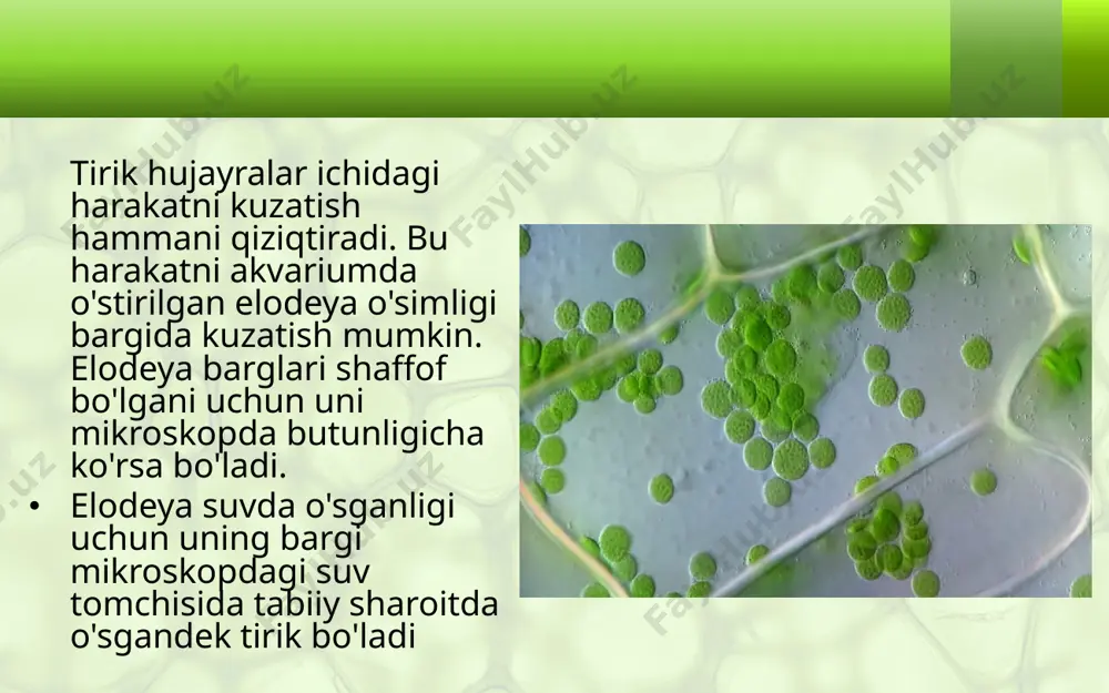 yoshiga qarab qalinlashadi. qari hujayralarda vakuol sitoplazmaga qaraganda ko'proq joy egallaydi. vaqt o'tishi bilan qari hujayralarda sitoplazma va yadro butunlay yo'qolib, ularning o'rnini suv yoki havo egallaydi, natijada ular nobud bo'ladi. siz endigina urug'dan unib chiqqan niholning vaqt o'tishi bilan o'sib kattalashib, turli o'lcham va shakldagi barg, poya, kurtak, gul, meva hosil qilishini yaxshi bilasiz. salo-batli yong'oq, chinor, terak va boshqa daraxtlaming barcha organlari hujayralarning bo'linib ko'payishi hisobiga vujud-ga kelgan. hujayralarning o‘sishi va bo‘linishi. hujayralarga xos muhim biologik xususiyatlardan biri ularning o‘sishi va bo‘linishi dir. hujayralarning o‘sishini mikroskopda kuzatish ancha murakkab bo‘lsa-da, lekin ku zatish mumkin. hujayralar bo'linish yo'li bilan ko'payadi. shuni ham ay­tish kerakki, hamma hujayralar ham bo'linavermaydi. faqat hosil qiluvchi to'qima hujayralargina bo'linadi. hujayralar­ning bo'linishida yadro katta rol o'ynaydi. bo'linadigan hujayralarda dastlab yadro kattalashadi, so'ng ikkiga bo'linadi va ular maxsus parda bilan qoplanadi. bu davrda sitoplazmada ham to'siq paydo bo'lib, ona hujayrani teng ikkita yosh hujayraga ajratadi. hujayra …