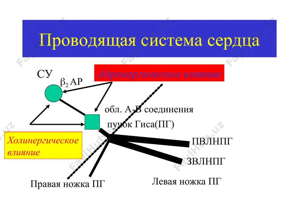 за 200 мг 1 р в день в/в 5 мг/кг в течение 20 мин. амиодарон (показания к назначению) применять только в случаях неэффективности других арс и под контролем врача наджелудочковые аритмии: пнт, мп, тп желудочковые аритмии: жт, фж противопоказания- сссу, а-в блокады, гипер- чувствительность к йоду фармакокинетика амиодарона биодоступность – в ср. 50% после приема внутрь tmax - 3-7 час. начало действия – через 2-3 дня, макс. через 2-3 недели объем распределения – 60 л/кг (жировая ткань, легкие, печень, селезенка) экскреция – с желчью (дозы не изменяют при хпн) т1/2() 2.5 – 10 дней т1/2() 26-107 дней (в ср. 53 дня) побочные эффекты амиодарона дыхательная система: интерстициальный пневмонит (активация цитотоксических лимфоцитов – т-супрессоров, результат - фибоз) альвеолярный пневмонит (поражение альвеол за счет образования свободных радикалов и/или «мыльных» макрофагов, за счет блокады фосфолипазы) клинические симптомы пневмонита исчезают через 2-3 недели после отмены препарата (фвд и rh-контроль), в тяжелых случаях – кортикостероиды. …