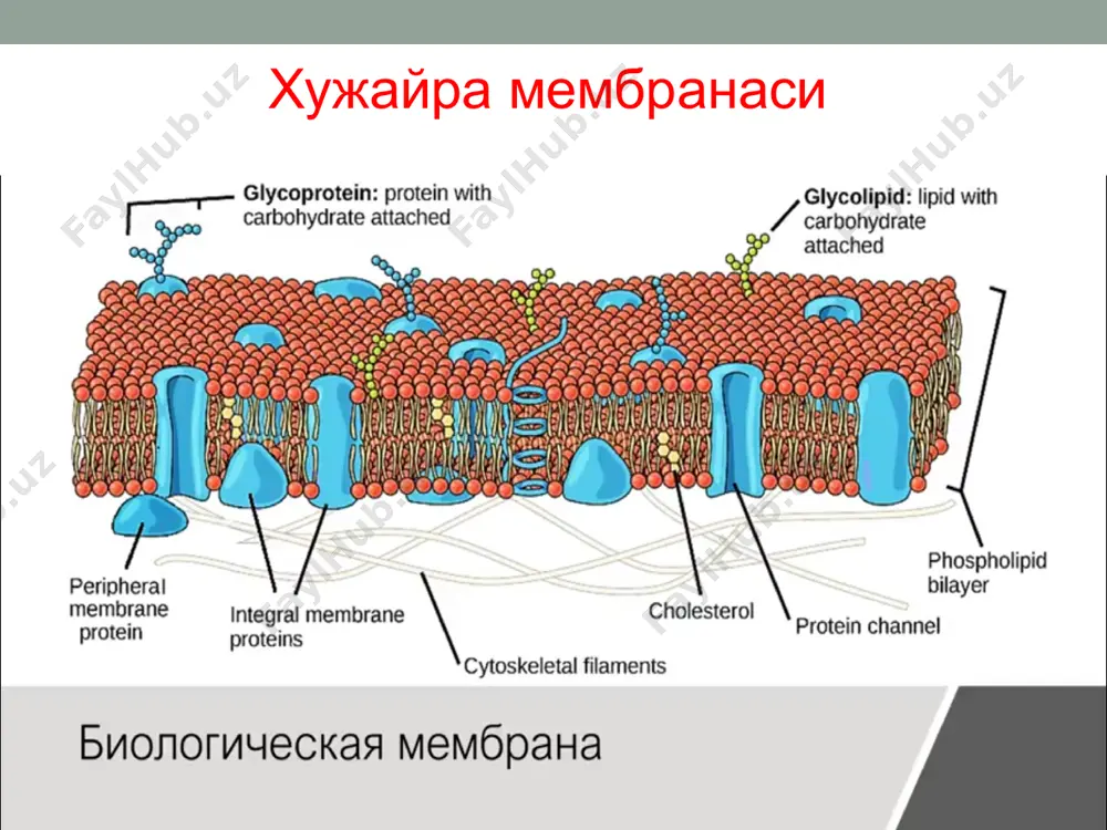 хужайра мембранаси - Page 2