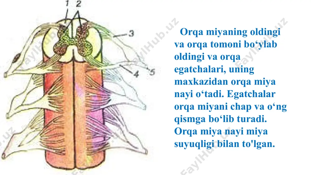 orqa miyaning tuzilishi va funksiyasi - Page 4