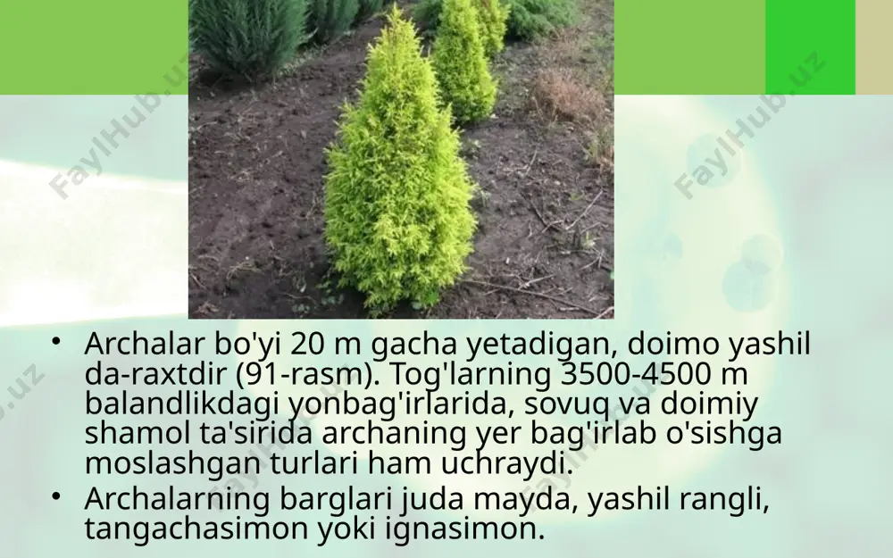 ochiq urug'li o'simliklar bo'limi. archa - Page 5