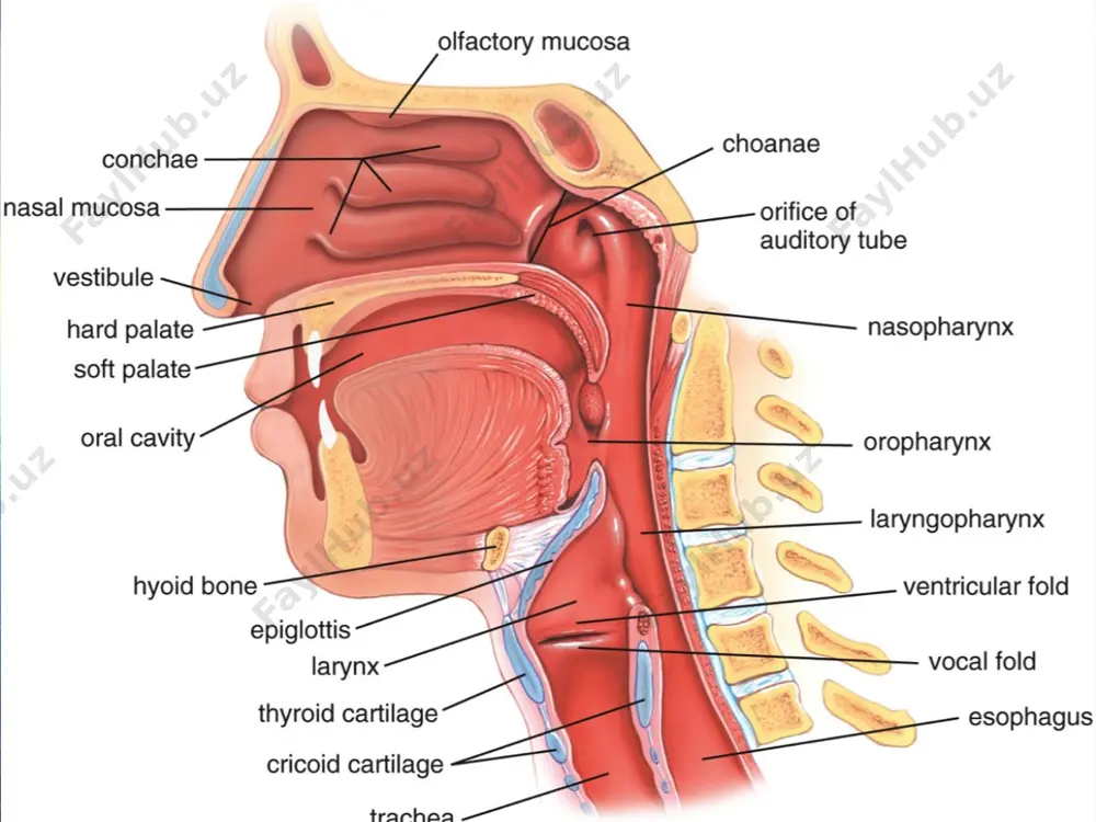, ички юзаси - facies medialis - булади. упканинг ички юзасида унинг дарвозаси - hilus pulmonis булиб, асосий бронх, упка артерияси, нерви, венаси ва лимфа томирлари билан тулиб туради. упка юзаси эгат - fissurae interlobare воситасида булакларга ажраган булади. хар бир упкада учрайдига кийшик йуналган эгат - fissura obliqua юкориги ва пастки булакларни узаро ажратади. унг упкада кушимча горизонтал эгат fissur horizontalis учрайди. бу эгат унг упканинг юкори булагидан урт булакни ажратади. шундай килиб, унг упка таркибида 3 та булак : lobi superior, medius et inferior булади. чап упкада эса lobus superior ва lobus inferior булаклар булади. упкалар (pulmones) упкалар упка дарвозалари упка сегментлари. халкаро номенклатураг асосан хар иккала упкада 10 тадан сегмент булади. унг упканинг юкори булагида учта сегмент булади: segmentu apicale (s. i), segmentum posterius (s. ii), segmentum anterius (s. iii). унг упканинг урта булагида иккита сегмент булади: segmentu laterale (s. iv), segmentum mediale (s. v). унг упканинг …