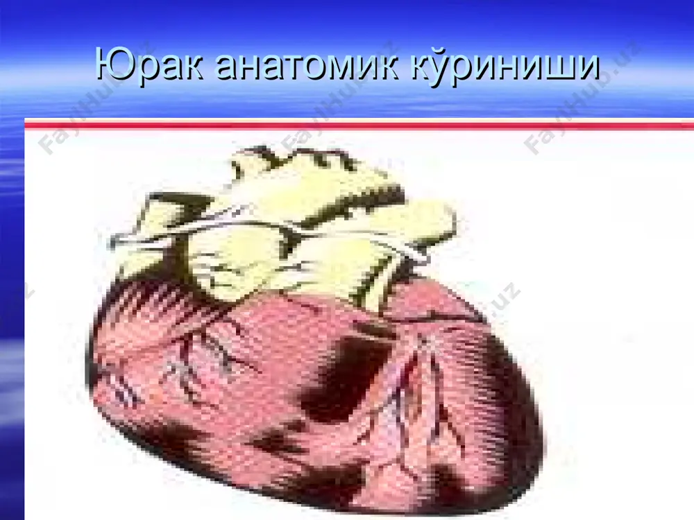 ир кардит окибати 42,1% беморда согайиш кузатилади ярмида уткир остига , сунг сурункалига утади летал холат-2,2%. уткир ости кардитлар уткир кардитга кура кам учрайди ва 2 ёшдан 5 ёшгача болаларда учрайди клиникаси: урвидан бир неча ойдан сунг болаларда бехоллик, инжиклик, тез чарчаш, уйкучанлик,сабабсиз рангининг окариши, иштаханинг кескин пасайиши кузатилади бу симптомлар секин, аммо прогрессив кучайиб боради. биринчи белгиларидан бири-гипотрофия булиши мумкин тусатдан хансираш хуружлари, йутал, цианоз, баъзан киска муддатли хушдан кетиш, совук тер, кескин окариш ва брадикардия-касалликнинг биринчи экстракардиал белгилари булиши мумкин хароратли реакция бу даврда кузатилмайди. «кайталанувчи пневмония» куринишида купинча чап коринча етишмовчилигининг кузгалиши кечади кардиал белгилар аста-секин ривожланади, баъзан тусатдан реинфекция ёки проф.эмлашлардан сунг уткир юрак етишмовчилиги пайдо булади манифестация даврида уткир ости кардитнинг асосий ва доимий симптоми-хансирашдир уткир ости кардит уткир кардитнинг окибати сифатида утказилган даво чораларига карамай, 6-18 ой ва ундан узок вактгача давом этади экгда-тахикардия, атриовентрикуляр утказувчанлик секинлашган, pr-интервал кискариши ёки wpw-синдроми булади уткир кардитдан …