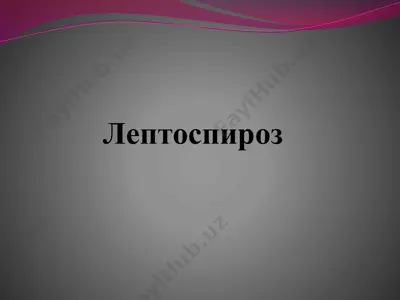 лептоспироз — PPTX