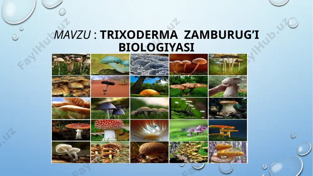 siga mansub askomitserli zamburugʻlar turkumi.ilgari bu nom faqat zamburugʻning anamorf shakliga tegishli edi , telemorf shaklli hypocrea deb nomlangan. trixoderma anamorf shakli tuproqda binolarning nam devorlarida va daraxt tanasi ichida rivojlanadi. komissiyalar yashil ba'zan oq yoki sariq rangga ega. mamlakatimizda zamburuglarning 200ga yaqin botanik turlari aniqlangan bolib, shulardan 20-25 tasigina istemolga yaroqli hisoblanadi. qoziqorinlar bir-biriga oxshash bolgani sabab, ularni farqlash qiyin. hosh, xarid vaqti tanlovda adashmaslik, salomatlikka ziyon etkazmaslik uchun nimalarga etibor berish kerak? zamburug‘larning achitqisimon turi patogen hisoblanadi. ular (kandida zamburug‘lari) tabiatda juda keng tarqalgan bo‘lib, meva-sabzavot, sut mahsulotlari, shuningdek, odam, hayvon terisi hamda shilliq qavatlarda saprofit holatda yashaydi va faqat muayan sharoitlarda kandidozlar deb ataluvchi o‘ziga xos kasallikni keltirib chiqaradi. me’da-ichak xastaliklari, vitaminlar muvozanatining buzilishi, leykoz kasalligi, antibiotiklar bilan tartibsiz davolanish kandida zamburug‘larining faoliyatini oshirib, kasallik vujudga kelishiga olib keladi. kasallikning klinik kechishiga qarab shilliq qavat va teri kandidozi, kandidozli onixomikoz, paronixomikoz, surunkali generalizatsiyalashgan bolalar kandidozi alohida ajratiladi. …