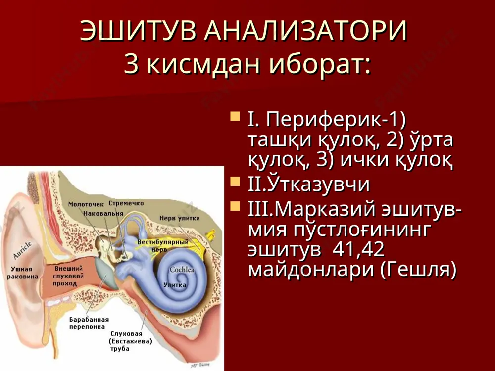 эшитиш ва вестибуляр анализаторларининг физиологияси - Page 4