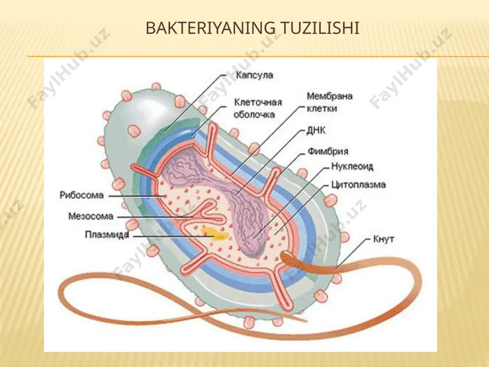 otlar qismlari hujayra devorining ichki qavati hujayrv devorining tashqi qavati murein tayxo kristallari polisaxaridlar oqsillar lipidlar lipopolisaxaridlar lipoproteidlar + + + + + - - - - - - - - + - - + + + + + sitoplazmatik membrana va uning hosilalari. sitoplazmatik membrana hujayra devorining shundoqqina tagiga joylashib protoplastni o’rab turadi. u hujayraning doimiy qismlariga kiradi va barcha prokariotlarning hujayrasida bo’ladi. sitoplazmatik membrana hujayra umumiy og’irligining 8-15% miqdorini tashkil qiladi. sitoplpzmatik membrana ximiyaviy tarkibiga ko’ra, murakkab tuzilishli oqsil-lipid majmuasidan iborat, undagi lipid miqdoari 15-30% ni, oqsil esa 50-70% ni tashkil qiladi. ulardan tashqari 2-5% miqdorda uglevodlar va rnk ham uchraydi. uglevod asosan glikolipid va glikoproteid holida bo’ladi. xromotofor fosofsintezlovchi bakteriyalarning tsitoplazmasida membranali hosilalar ham bo’lib, ularni xromotoforlar deyiladi. xromotoforlarda yorug’lik energiyasini o’ziga yutadigan va fosofosintezni amalga oshiradigan pigmentlardan bakterioxlorofillar va karotinoidlar, elektron tashishda ishtirok etadigan fermentlardan ubixinonlar va tsitoxromlar, hamda, fosforlanish sistemasining qismlari joylashgan. xromotoforlar fotosintezlovchi bakteriyalarning …