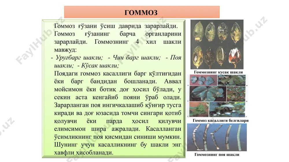 ликнинг оғир шакли учрайди, бунда ўсимлик барглари сарғаймасдан 2-3 кун ичида сулиб қолади. касалликнинг ўзига хос белгиларидан бири поя ва илдизнинг ёғочлик қисмидаги ўтказувчи тўқима найларини қўнғир тусга киришидир. буни уларни кўндаланг кесганда кўриш мумкин. вертициллёз сўлиш касаллиги вертициллёз сўлиш: барг банди ва томирлари доғланиши вертициллёз сўлиш касаллигига қарши кураш чоралари алмашлаб экиш: бир майдонда ҳар йили ғўза экиш, ҳатто чидамли нав экилса ҳам, тупроқда вилт инфекцияси миқдори йилдан йилга кўпаяверади. чунки патоген ҳам чидамли, ҳам мойил навларда янги инокулюм ҳосил қилади. тупроқни вилт инфекциясидан тозалашда алмашлаб экиш учун энг самарали экинлар қаторига буғдой, шоли, беда, маккажўхори, пиёз ва саримсоқпиёзлар киради. биологик кураш биологик кураш чораси сифатида касаллик тарқалган жойларга trichoderma lignorium замбуруғи асосида олинадиган триходермин препаратини гўнг билан аралаштирган ҳолда компос тариқасида киритиш. zarari. antraknozning paxta hosiliga keskin salbiy tasiri go’za nihol paytida hamda ko’saklar rivojlanishi va ochila boshlashi davrida kuzatiladi. nihollarda kasallik tarqalishi 80% dan oshganida urugpalla, chinbarglar, …
