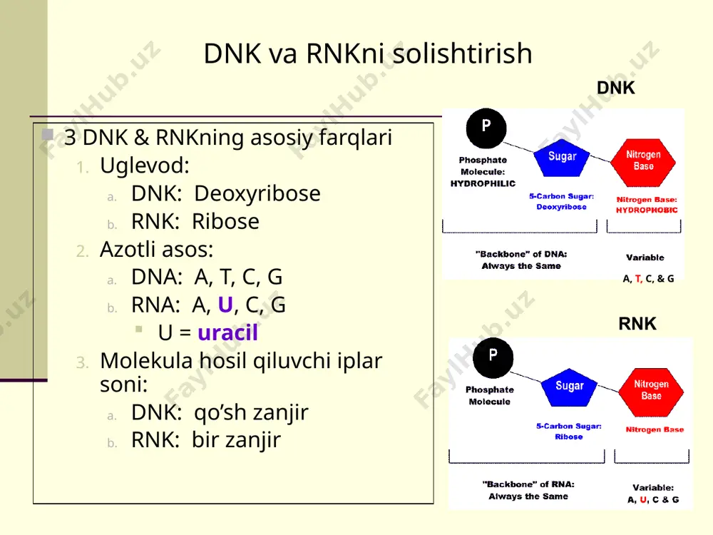 ferentiation of cells in the embryo. a mutation in one of these genes can completely change that organisms development. ex- a mutation in the hox genes of a fruit fly can replace antennae with legs growing on its head. 40 a. not all genes are active (expressed) at the same time. 1. why: because the cell would produce many molecules it did not need – waste of energy and raw materials 2. gene expression (protein synthesis) is when the product of a gene (specific protein) is being actively produced by a cell. a. some genes are – rarely expressed -- adrenaline b. some genes are – constantly expressed – hair growth, blood pressure c. some genes are – expressed for a time, then turned off (cyclical) -- estrogen gene regulation (12-5) image1.jpeg image2.png image3.png image4.png image5.png image6.png image7.jpeg image8.jpeg image9.png image10.png image11.png image12.png image13.png image14.png image15.png image16.wmf image17.png image18.png image19.jpeg …