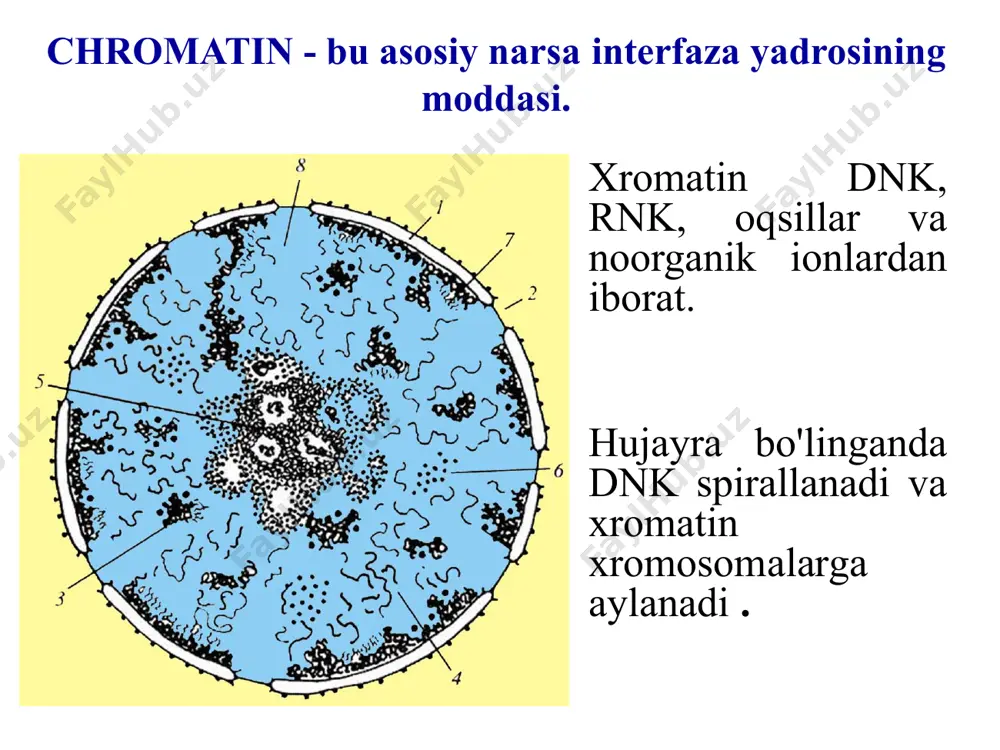 zgarmaydi. xromosoma mutatsiyasi: inversion bu xromosomaning ichki bo'limlaridan birining 180° ga aylanishi natijasida yuzaga keladigan strukturaning o'zgarishi. nazorat savollari xromosoma nima ? xromosomalar qayerda joylashgan? kimyoviy ma'noda xromosomalar nimadan iborat? xromosomalar qanday vazifani bajaradi ? xromosoma tuzilishini tavsiflab bering sentromeraning joylashishiga qarab xromosomalarning turlarini ayting. nazorat savollari karyotip nima ? odamda nechta xromosoma bor? qaysi hujayralar xromosomalarning diploid to'plamiga va qaysi hujayralar xromosomalarning haploid to'plamiga ega? mutatsiya nima ? image1.jpeg image2.jpeg image3.jpeg image4.jpeg image5.png image6.jpeg image7.jpeg image8.jpeg image9.jpeg image10.jpeg image11.png image12.jpeg image13.png image14.jpeg image15.jpeg