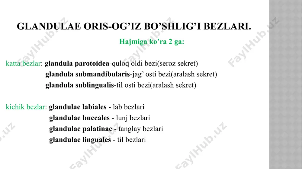 sektor va 8 segment tafovut qilinadi. lobulus hepaticus -gepatotsitlar va radial joylashgan ustunlardan iborat. markazida vena centralis yotadi. bo’lakchalar orasida portal triada joylashgan: a.interlobularis v.interlobularis ductus biliaris interlobularis portal bo’lakcha-uchburchak shakldagi birlik, 3 jigar bo’lakchalaridagi v.centralis orasida tortilgan bo’ladi. jigar atsinusi-rombsimon shaklda. 2 bo’lakchadagi markaziy venalar va 2 jigar triadasi orasida joylashgan. morfofunksional birligi gepatotsitlar i zonasi glyukoneogenez , yog’ kislotalarining b-oksidlanishi va xolesterin sintezi kabi oksidlovchi jigar funktsiyalari uchun ixtisoslashgan. zona iii hujayralari glikoliz , lipogenez va sitoxrom p-450 asosidagi dori detoksifikatsiyasi uchun muhimroqdir . ii zonada juda tashqi tasirlarga chidamli gepatotsitlar joylashgan bo’lib asosiy regeneratsiya funksiyasini bajaradi. rete mirabile hepatis - jigarning ajoyib to’ri. jigar arteriyasi, jigar venasi va o’t yo’li hosil qiladi. qon bilan taminlanishi. pars abdominalis aorta -turuncus coleacus -a.hepaticus communis- a.hepaticus propria. 30% arterial qon jigardan o’tadi. v.portae orqali 70% vena qoni jigarga keladi. vena hepatica-vena cava inferior-atrium dextra o‘t pufagining sig‘imi 40 – 50 …