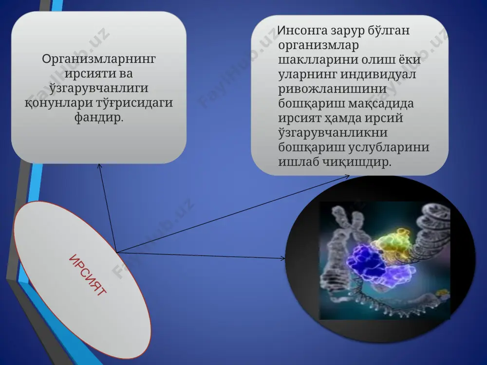 ологияга эга бўлган кишиларнинг ўзига хос хусусиятларини илк бора таърифлаган инглиз шифокорининг номи билан аталган. джон даун ўз беморларининг тор, қийиқ кўзларини, ясси юзини таърифлаб, уларни монголоид ирқига тегишли кишилар билан таққослаган. бу синдромнинг генетик бузилишлар билан боғланишини эса 1959 йилда француз олими жерар лежен исботлаган. даун синдроми xulosa: bugungi kunda o’zbekiston respublikasida sog’lom avlodni tarbiyalash borasida ko’plab ishlar amalga oshirilyapti. xususan irsiy kasalliklarni oldini olishga e’tibor qaratilyapti. bu borada ko’plab davlat dasturlari ishlab chiqildi. dasturda qarindoshlar o’rtasidagi nikohlarni taqiqlash, turli genetik yetishmovchiliklarni tuzatishga e’tibor berilmoqda. foydalanilgan adabiyotlar ro’yxati: “sog’lom turmush tarzini shakllantirishning ilmiy-nazariy asoslari” xudoyqulov g, atoyev b, saidov b “ovqatlanish va salomatlik” www.ziyonet.uz www.edu.uz www.google.uz e’tiboringiz uchun rahmat! image3.png image4.png image5.png image6.png image7.jpeg image8.png image9.png image10.png image11.png image12.jpeg image13.jpeg image14.jpeg image15.png image16.png image17.png image18.png image19.png image20.jpeg image21.png image22.png image23.png image24.png image25.jpeg image26.png image27.jpeg image28.png image29.png image30.jpeg image31.jpeg image32.png image33.png image34.png image35.jpeg image36.png image37.png image38.png image39.jpeg image40.jpeg image41.jpeg image42.png …