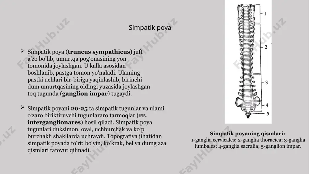 vchi tarmoqlari ham boiadi. 3.qorin tugunlarining lateral tomonidan chiqqan tarmoqlar juft buyrak usti bezi chigalini hosil qilib, buyrak usti beziga yo‘naladi. bu tarmoqlar tarkibida buyrak usti bezining m agiz qismiga boruvchi preganglionar tolalar bor. yuqorigi tutqich tuguni va aorta chigali tarmoqlari ustki tutqich arteriyasi atrofida ustki tutqich chigalini hosil qiladi. uning ichak arteriyalari bo‘ylab yo‘nalgan tarmoqlari ingichka ichak, ko‘r ichak, ko‘tariluvchi va ko‘ndalang chambar ichaklami innervatsiya qiladi. qorin aortasi atrofidagi chigalning tarmoqlari jinsiy bezlar qon tomirlari atrofida chigallar hosil qilib yo‘nalib, jinsiy bezlarga boradi. pastki tutqich chigali (plexus mesentericus inferior) o‘z nomidagi arteriya va uning tarmoqlari bo‘ylab pastga tushuvchi, sigmasimon chambar va to‘g‘ri ichakning yuqori qismini innervatsiya qiladi. qorin osti sohasining yuqorigi chigali (plexus hypogastricus superior) nerv tolalari va tugunlaridan tashkil topgan bo‘lib, oxirgi bel umurtqasi oldida joylashgan. uning tarkibiga simpatik poyaning pastki bel va dumg‘aza qismi tugunlaridan chiqqan tarmoqlar ham qo’shiladi.'bu chigal pastga tomon ikkiga boiinib, to‘g‘ri ichakning yon …