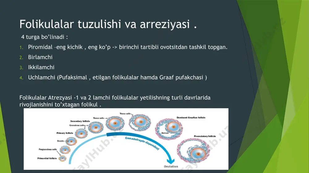 ayollar reproduktiv sistemasi - Page 5
