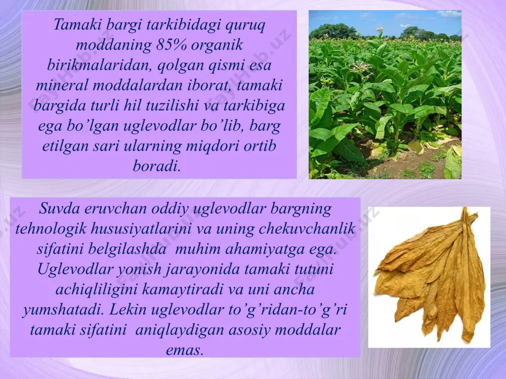 narkotik ekinlar. tamaki ekini - Page 4