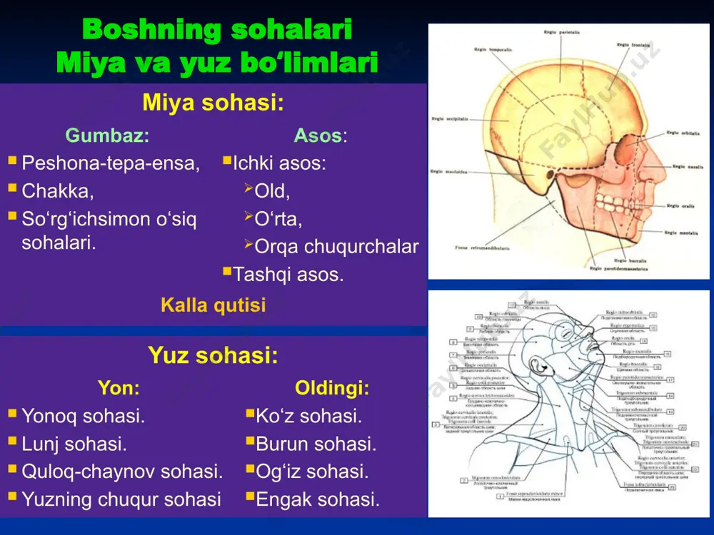 sh miya qorinchalari i-ii - yon qorinchalar monro teshigi iii qorincha silviy suv yoʻli iv qorincha mojandi, lyushka teshiklari subaraxnoidal boʻshliq likvorodinamika miyaning yon (i va ii) qorinchalari qorinchalararo teshiklar (monro) miyaning iii qorinchasi miyaning suv yoʻli (silviy yoʻli) miyaning iv qorinchasi lyushki teshigi (iv qorinchaning lateral aperturasi) va majandi teshigi (iv qorinchaning oʻrta aperturasi) bosh miyaning kata tsisternasi va tashqi subarachnoidal boʻshligʻi orqa miyaning markaziy kanali va subarachnoidal boʻshligʻi orqa miyaning oxirgi tsisternasi likvorodinamika buzilishi operatsiyalar: xorioidektomiya (dendi operatsiyasi). ureteroduroanastomoz (genle operatsiyasi). ventrikuloatrial shunt. ventrikulooktsipital shunt. likvor yoʻliga toʻsiq gidrotsefaliya bosh miya pardalari va ular orasidagi boʻshliqlar epidural boʻshliq miya qattiq pardasi subdural boʻshliq toʻrsimon parda subaraxnoidal boʻshliq yumshoq (tomirli) parda goʻdak miyasi uning tana vaznining 1/8 qismini, kattalarda esa – 1/40 qismini tashkil etadi bolalar kallasining xususiyatlari bolalar kallasining xususiyatlari suyaklar (alohida-alohida) oʻzaro bitishmagan. liqildoqlar mavjudligi – 1-1,5 yoshda bitadi (aks holda - kraniostenoz). suyak 1 qavat – …