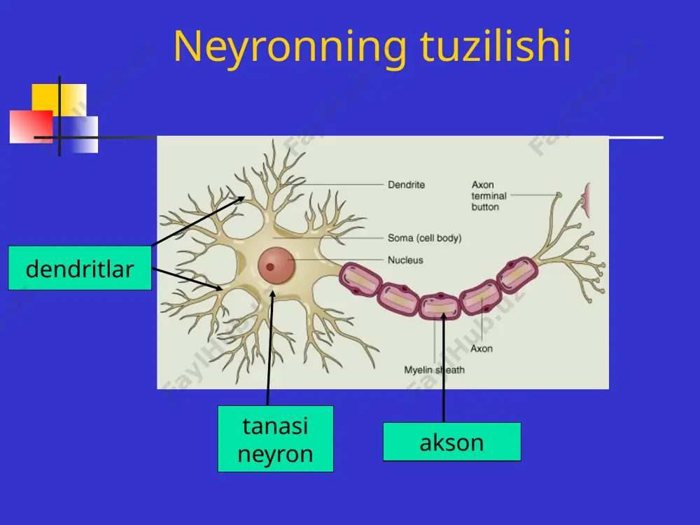 a moslashishga yordam berish refleks yoyi - refleksni amalga oshirish jarayonida nerv impulslari o'tkaziladigan yo'l sensor neyron ijro etuvchi neyron interneyron markaziy asab tizimi orqa miyaning tuzilishi orqa miya orqa miya funktsiyalari refleks - bu erda shartsiz reflekslarning markazlari joylashgan supero'tkazuvchilar funktsiyasi - orqa miyaning oq moddasi markaziy asab tizimining barcha qismlari o'rtasidagi aloqani ta'minlaydi miya orqa miya ishini tartibga soladi! bosh miya miyaning tuzilishi medulla ko'prik serebellum o'rta miya o'rta miya katta yarim shar korpus kallosum oq materiya kulrang materiya oq modda yo'llar, miyani bog'lash dorsal, shuningdek qismlar bilan miya shakldagi kulrang modda alohida klasterlar (yadrolar) oq ichida joylashgan hamda shakllar miya yarim korteksi medulla oblongata va ko'prik nizom: nafas ovqat hazm qilish (so'lak, chaynash, yutish) yurak-qon tomir tizimidan himoya reflekslari: hapşırma, miltillash, yo'talish, qusish serebellum ixtiyoriy harakatlarni muvofiqlashtirish kosmosda tananing holatini saqlash mushaklar ohangini va muvozanatini tartibga solish o'rta miya reflekslarni vizual va eshitish qo'zg'atuvchilariga yo'naltirish (bosh va …