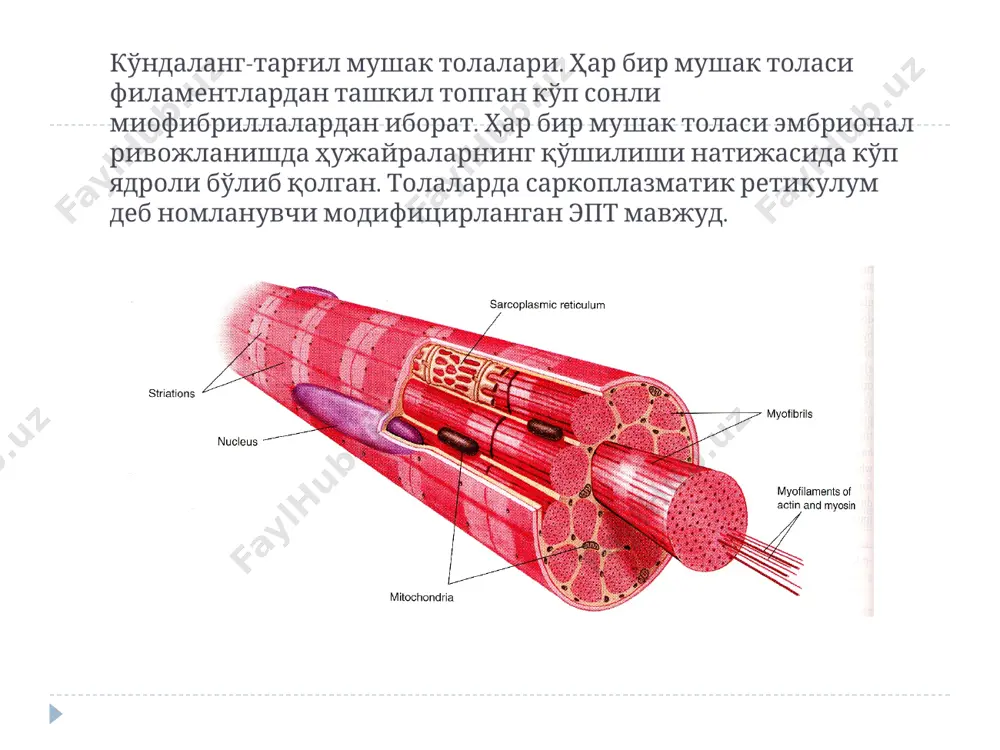 иск, в – нуқтали десмосома, г – опоясывающая десмосома, д – нексус, 7 – анастомоз. секретор кардиомиоцит. электроннограмма. секретор кардиомиоцитнинг ҳамма асосий ҳужайра органеллалари кўринади. ядро (я) майда дисперс хроматин сақлайди, перинуклеар зонада эса донадор эндоплазматик тўр (эт) мебраналари, голжи комплекси диктиосомалари, бундан ташқари атриал натрийуретик пептид сақловчи кўп сонли электрон зич гранулалар (г) жойлашади. ҳужайра перифериясида чизиқли миофибриллалар (мф) ва уларнинг қисқаришини таъминловчи митохондрия занжирлари (м) жойлашади. юрак деворининг ички юзаси. сариқ стрелка билан атипик кардиомиоцитлардан ҳосил бўлган ўтказувчи толалар кўрсатилган. пастда янада майда ва тўқ бўялган ҳужайралардан иборат қисқарувчи толалар жойлашган (кўк стрелка). атипик кардиомиоцитлар: а – синус-юрак олди тугуннинг ритм ҳайдовчиси; б – гис тутамининг ўтказувчи кардиомиоцити; в – юрак олди қоринчали ўтказувчи тизим ҳужайраси. а а б в миофибриллаларнинг саркоплазматик тўр ва т-найчалар билан ўзаро алоқаси кўрсатилган. чапда – скелет мушакда, ўнгда – юрак мушакда, у саркоплазматик тўр миқдори ва жойлашиши билан, терминал цистерналарнинг вақтинча мавжудлиги …
