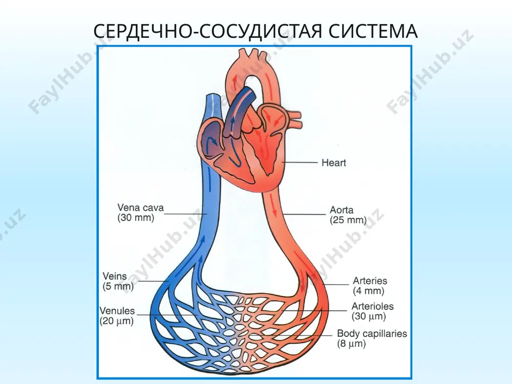 ii амринон милринон ii. средства, повышающие чувствительность миофибрилл к ионам са левосимендан сердечные гликозиды вещества растительного происхождения, оказывают выраженное кардиотоническое действие и используются при лечении сердечной недостаточности, связанной с дистрофией миокарда разной этиологии. они повышают работоспособность миокарда, обеспечивают наиболее экономную и эффективную деятельность сердца. строфант комбе строение сердечных гликозидов несахаристая часть (агликон или генин) основой является стероидная структура. с агликоном связан кардиотонический эффект. сахаристая часть (гликон) представлен разными сахарами. от сахаристой части зависят растворимость гликозидов и их фиксация в тканях, активность и токсичность. препараты сердечных гликозидов получают из следующих растений: растения препараты наперстянка пурпуровая (digitalis purpurea ) дигитоксин наперстянка шерстистая (digitalis lanata) дигоксин целанид (ланатозид с, изоланид) строфант комбе (strophanthus kombe) строфантин к ландыш (convallaria) коргликон горицвет (adonis vernalis) настой травы горицвета сердце сердечный цикл основные свойства сердечных гликозидов избирательное действие на сердце; усиление систолы (положительное инотропное действие); урежение сердечного ритма (отрицательное хронотропное действие); снижение скорости проведения возбуждения (отрицательное дромотропное …