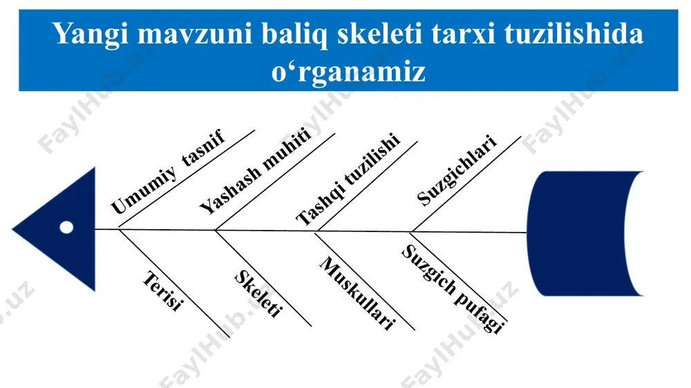 idan keyingi tangacha chetiga yopishib turadi. tangachalar baliq tanasini tashqi ta’sirdan himoya qiladi, lekin uning suzishiga xalaqit bermaydi. baliq o‘sgan sayin tangachalar ham yiriklasha boradi. tangachalardagi halqalar soniga qarab baliqning yoshini aniqlash mumkin. tangachalar sirtidagi teri bezlari ajratib chiqa radigan yupqa shilliq parda baliq tanasining suvga ishqalanishini kamaytirib, harakatini osonlashtiradi. atlantika traxixti seldlar qiroli yapon g'uddachasi (ritsar baliq) himoya rangi baliqlar tanasi rangi atrof-muhit rangiga bog‘liq. chuchuk suv havzalarida yashaydigan ko‘pchilik baliqlar tanasining orqa tomoni balchiq rangiga o‘xshash to‘q yashil, qorin tomoni oqish bo‘ladi. shu sababli suv tubida suzayotgan baliqni yuqoridan qarab payqab olish qiyin. suv yuzasidagi baliqni pastdan qaralganda suv qatlamining oqish rangidan ajratib bo‘lmaydi. gavda rangi atrof-muhitga mos bo‘lganida hayvonlar yirtqichlar ko‘ziga tashlanmaydi. bu hodisa himoya rangi deyiladi. 4– dengiz toychasi; 5 – lattachi baliq; 6 – dengiz «masxarabozi»; 7 – ninabaliq. skeleti. zog‘ora baliq skeleti asosini umurtqa pog‘onasi tashkil etadi. u chala harakatchan birikkan 39–42 ta umurtqalardan …