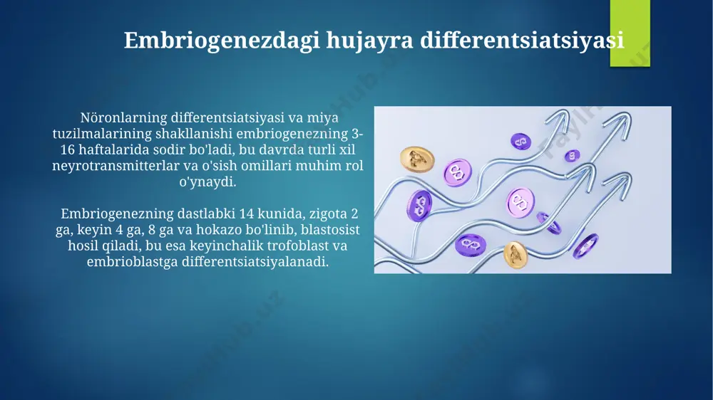 embriogenezda hujayraning differensirlanishi va qaltis davrlar - Page 5