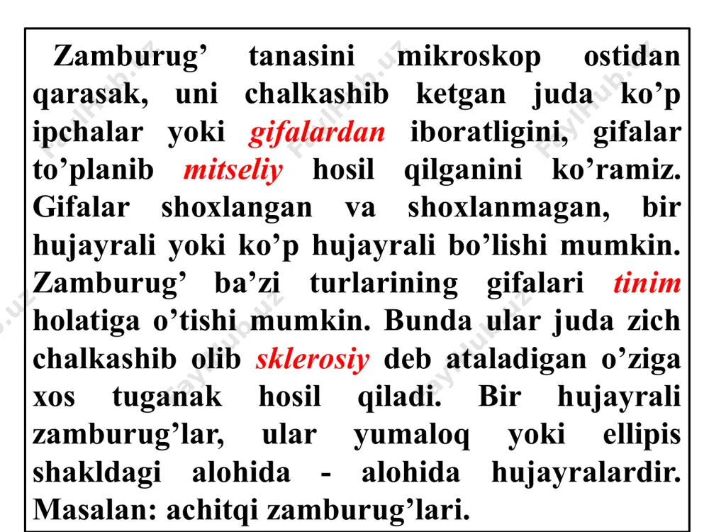 inf vakillari vilt kasalligini keltirib chiqaradi. organik moddalarni chiritishda ishtirok etadi. simbioz hayot kechiradi. (mikoriza). qo’ziqorin va qalpoqchali zamburug’lar oziq-ovqat sifatida foydalaniladi. achituvchi zamburug’lar spirtli ichimliklar tayyorlashda, novvoychilikda, ulardan olingan fermentlar, yengil sanoat va oziq-ovqat sanoatida ishlatiladi, hamda achituvchi zamburug’lardan polivitaminlar tayyorlanadi. salbiy tomoni, oziq-ovqatlarni buzadi, yog’ochlarni chiritadi. кasalliklarni keltirib chiqaradi lishayniklar. lishaynik lar tanasi zamburug’ va suv o’tlarining simbioz bir - biriga moslashgan holatda yashashi natijasida paydo bo’lgan organizm bo’lib hisoblanadi. lishayniklar tarkibiga zamburug’lardan xaltachali, bazidiyali, suvo’tlardan ko’k, yashil suvo’tlari vakillari kiradi. zamburug’ gifalari bilan suvo’tini o’rab olib, u bilan birga o’sadi. lishayniklar avtotrof o’simliklardir. lishayniklar tashqi ko’rinishi jihatidan xilma-xil ular kulrang, sariq, qo’ng’ir, qizil ba’zan qoramtir ranglarda bo’ladi. lishayniklar tanasining morfologik tuzilishiga ko’ra 3 guruhga bo’linadi. yopishqoq yoki po‘stloqsimon - ular eng sodda tuzilgan keng tarqalgan tollomi yupqa, qobiqsimon, substratga juda mahkam yopishadi. bargsimon yoki plastinkasimon tollomi oddiy yaproq ko’rinishda bo’lib, rizoidga o’xshash o’simtasi bilan birikadi. ularni butunligicha …