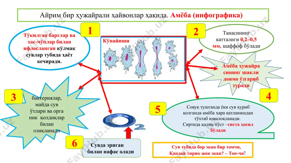 hayvonot olamining ayrim turlari - Page 5