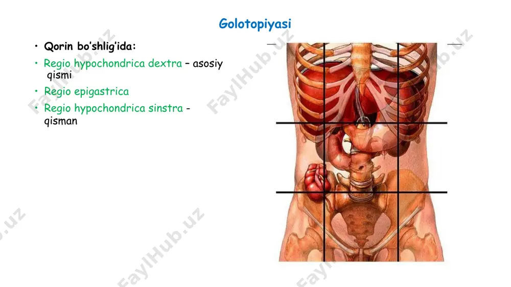 eatis: prosessus uncinatus – ilmoqsimon o’siq incisura pancreatis – boshi va tanasi orasida pastki yuzada j-n, a,v.mesenterica superior yotadi corpus pancreatis cauda pancreatis yuzalari: facies anterior facies posterior facies inferior qirralari: margo anterior margo superior – tuber omentale j-n, omentum minusga qo’shni 3. margo posterior (yoki inferior) mikroskopik tuzilishi to’qimasi 2 qismdan iborat: ekzokrin 97-98% endokrin 1-2% - langergans orolchalari ekzokrin qismi: murakkab naysimon-alveolar bezlar pankreatik sok ishlab chiqaradi chiqaruv yo’llari: ductus pancreaticus ( virsung yo’li) bezning butun uzunligi bo’ylab o’tadi ductus choledochus bn qo’shilib, papilla duodeni major orqali ochiladi ductus acsessorius ( santorini yo’li) papilla duodeni minor orqali ochiladi qorin parda lotincha – peritoneum yupqa, silliq, yaltiroq seroz parda mezoteliy, bazal membrana va biriktiruvchi to’qimali stromadan tuzilgan cavitas abdominis devorini qoplaydi 2 varaqdan iborat (orasida seroz suyuqlik bor): peritoneum parietale – qorin bo’shlig’i devorini qoplaydi peritoneum viscerale – organlarni o’raydi umumiy yuzasi 20400sm2 – deyarli teri sathidek • qorin …