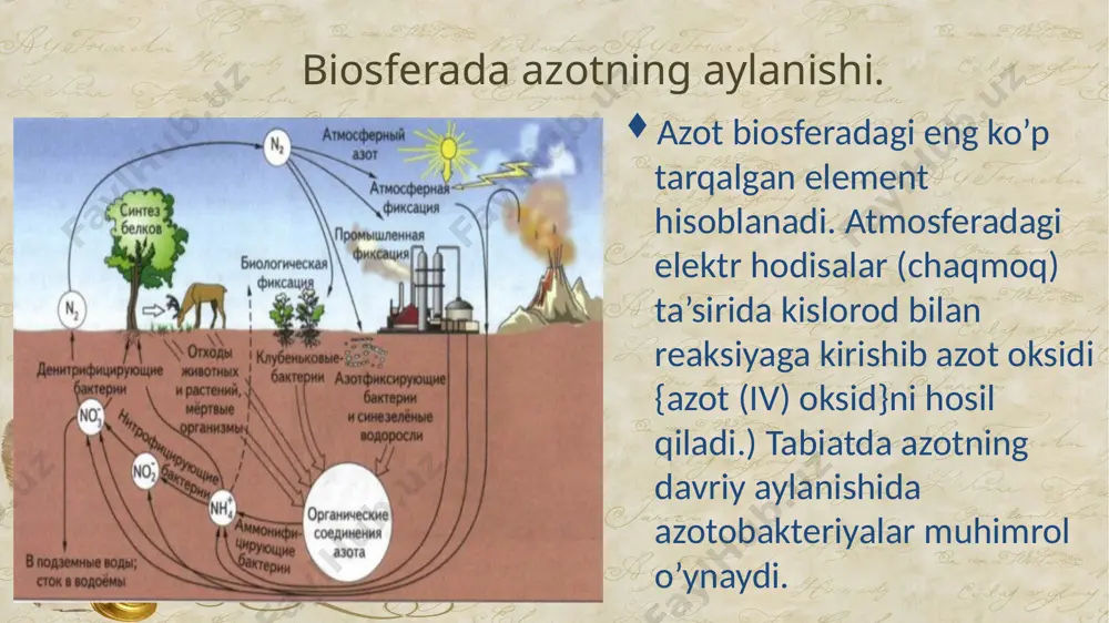 biogeokimyoviy sikl - Page 4