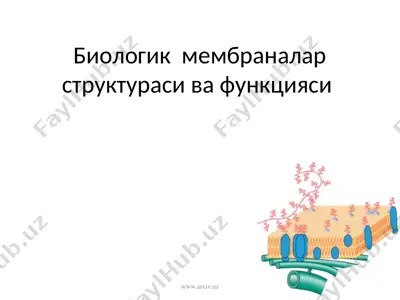 биологик мембраналар структураси ва функцияси — PPT