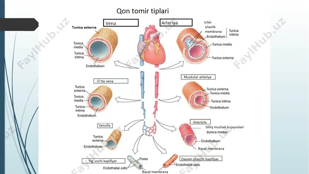 hasidagi so‘rg‘ichsimon mushaklar (mm.papillares anterior, posterior et septales) tafovut qilinadi. o’pka poyasi teshigida o‘ng va chap yarimoysimon to‘sg‘ichlar (valvula semilunaris anterior, dextra et sinistra), yarimoysimon to‘sg‘ich bilan o‘pka poyasi o‘rtasida bo‘shliq (sinus trunci pulmonalis) bor. chap bo‘lmacha (atrium sinistrum) noto‘g‘ri kub shaklida bo‘lib, o‘ng bo‘lmachadan silliq bo‘lmachalar orasidagi to‘siq vositasida chegaralanib turadi. chap bo‘lmachaning oldingi yuzasida chap quloqcha (auricula sinistra) joylashgan. bo‘lmachaning ichki yuzasi silliq, quloqcha ichida taroqsimon mushaklar bor. chap bo’lmachaga ochiladigan 5 ta teshikdan to‘rttasi yuqori va orqa tomonda joylashgan. bular o‘pka venalari ochiladigan teshiklardir (ostia venarum pulmonatium). beshinchi chap bo‘lmacha va qorinchalar orasidagi teshik (ostium atrioventriculare sinistrum) chap bo‘lmachani chap qorinchaga qo‘shib turadi. chap qorincha (ventriculus sinister)10-15mm asosi yuqoriga qaragan konus shaklida bo‘ladi. uning yuqori keng qismining o‘ng tomonida aorta teshigi (ostium aortae), chap bo‘lmacha va chap qorincha orasidagi to‘sg‘ich yoki mitral to‘sg‘ich (valva atrioventricuiaris sinistra seu mitralis) joylashgan. oldingi tavaqa (cuspus anterior), orqa tavaqa (cuspus posterior), …