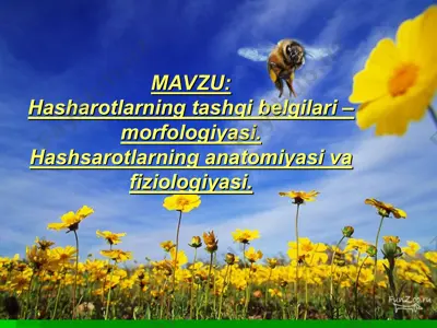 hasharotlarning tashqi belgilari – morfologiyasi — PPT