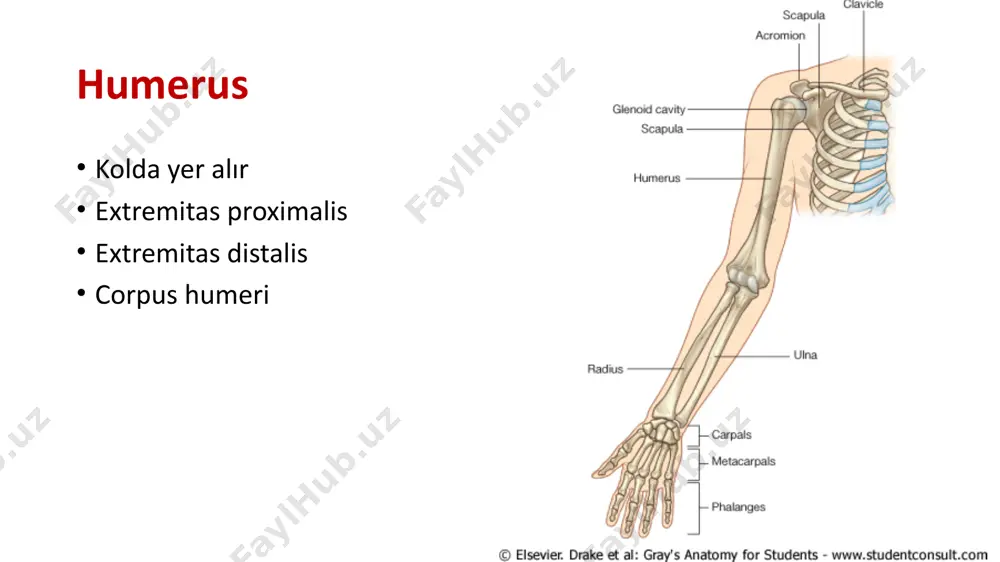 chi geçer ekstremitas distalis condylus humeri: humerusun distal ucu, aşağı doğru genişler. epicondylus medialis: içte yer alan çıkıntı epicondylus lateralis: dışta yer alan çıkıntı crista supra epicondylaris medialis: epicondylus medialis’in üzerindeki keskin kenar. crista supra epicondylaris lateralis sulcus nervi ulnaris: epicondylus medialis’in altında i̇çinden n. ulnaris geçer condylus humeri capitulum humeri: caput radii ile eklem yapar trochlea humeri: incisura trochlearis ile eklem yapar fossa radialis: caput radii oturur fossa coronoidea: processus coronoideus oturur fossa olecrani: olecranon oturur ön kol kemikleri: radius ve ulna: anatomik pozisyonda (supinasyon) birbirlerine paralel radius dışta ulna içte el sırtının öne baktığı (pronasyon) durumda ise birbirlerini çaprazlamış durumda radius önkolun dış tarafında yer alır uzun kemiklerdendir kalın uç aşağı, bu uçtaki çıkıntı dışa, olukların olduğu yüz arkaya humerus,ulna, scaphoideum, lunatum ile eklem yapar. extremitas proximalis proximal uç silindir şeklinde caput radii fovea articularis: caput radii’nin üstündeki çukur saha, capitulum humeri ile eklem yapar circumferentia articularis radii: …