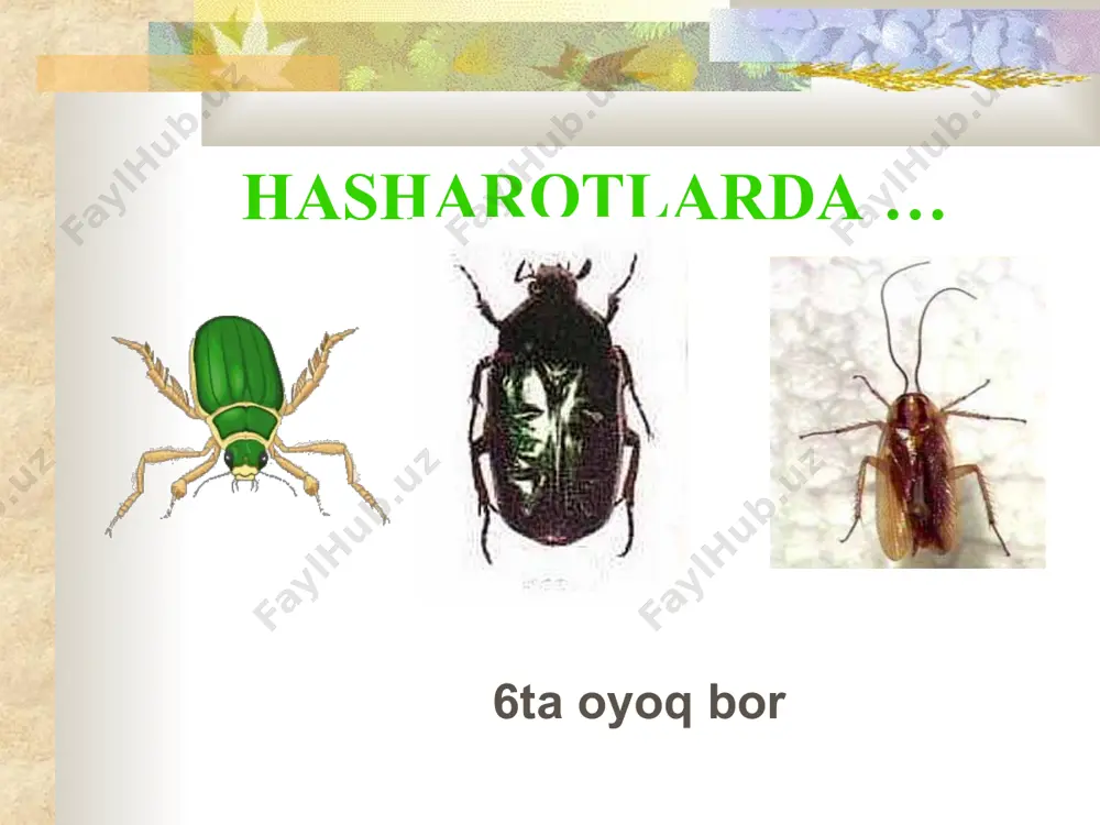qanday hayvon turlari mavjud? - Page 4