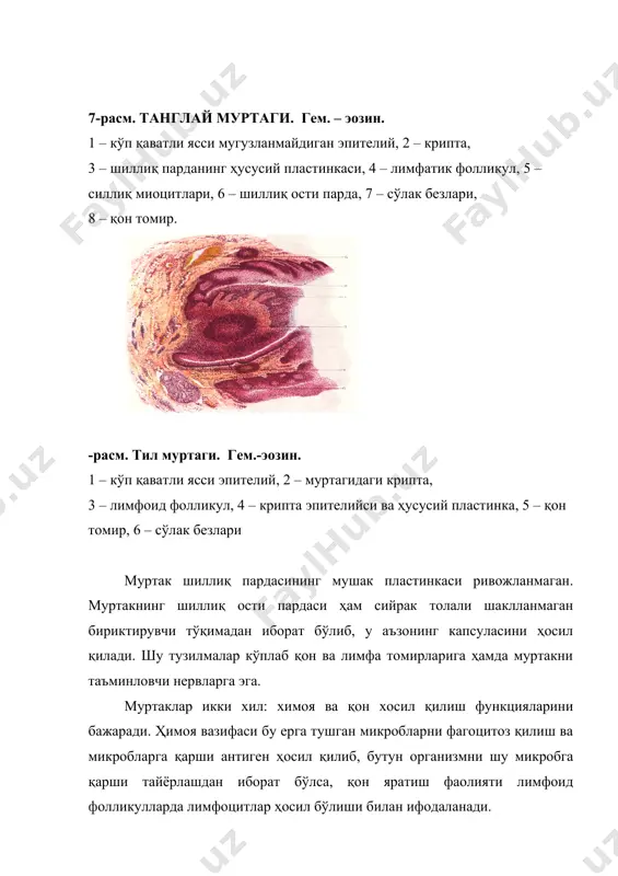 сил қилади. шу тузилмалар кўплаб қон ва лимфа томирларига ҳамда муртакни таъминловчи нервларга эга. муртаклар икки хил: химоя ва қон хосил қилиш функцияларини бажаради. ҳимоя вазифаси бу ерга тушган микробларни фагоцитоз қилиш ва микробларга қарши антиген ҳосил қилиб, бутун организмни шу микробга қарши тайёрлашдан иборат бўлса, қон яратиш фаолияти лимфоид фолликулларда лимфоцитлар ҳосил бўлиши билан ифодаланади. ҳозирги кунда ҳазм йўлларидаги муртаклар ва танглай муртаклари лимфоцитларининг антитело ва иммуноглобулинлар ишлаб чиқаришда фаол қатнашишига шубҳа қолмади. улар иммунокомпетент ҳужайраларга антиген структураси ҳақида маълумот бериб туради. эпителий ҳужайралари орасида жойлашган лимфоцитлар эпителий ҳужайраларини алмашинишида ҳам қатнашади. сўлак безлари алоҳида-алоҳида жоллашган 3 жуфт йирик: қулок олди, жағ ости ва тил ости безларидан ҳамда оғиз бўшлиғининг шиллиқ пардасида жойлашган жуда кўп майд безлардан иборат. барча сўлак безлари тузилишига кўра найсимон, альвэоляр ва альвэоляр-найсимон безларга, ишлаб чиқарган секретининг хусусиятига кўра шиллиқ безлари, оқсил безлари ва аралаш безларга тафовут қилинади. 10-расм. йирик сўлак безларининг тузилиш схемаси. қулоқ …